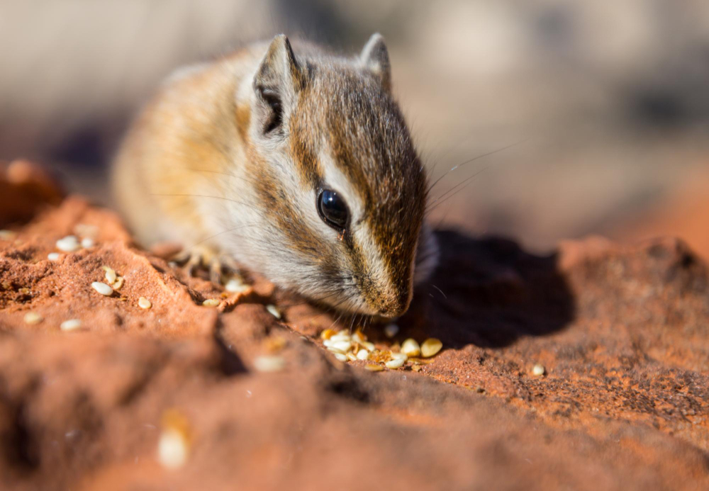 African Dormice