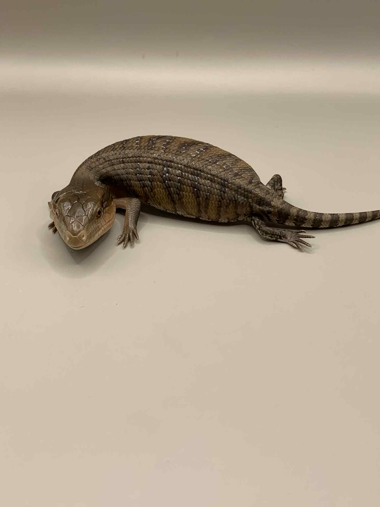 Blue Tongue Skink