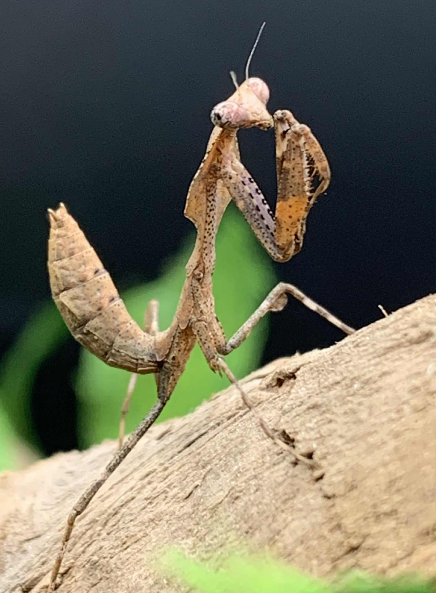 Mantids